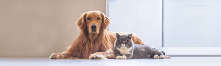 Atlantic Animal Clinic