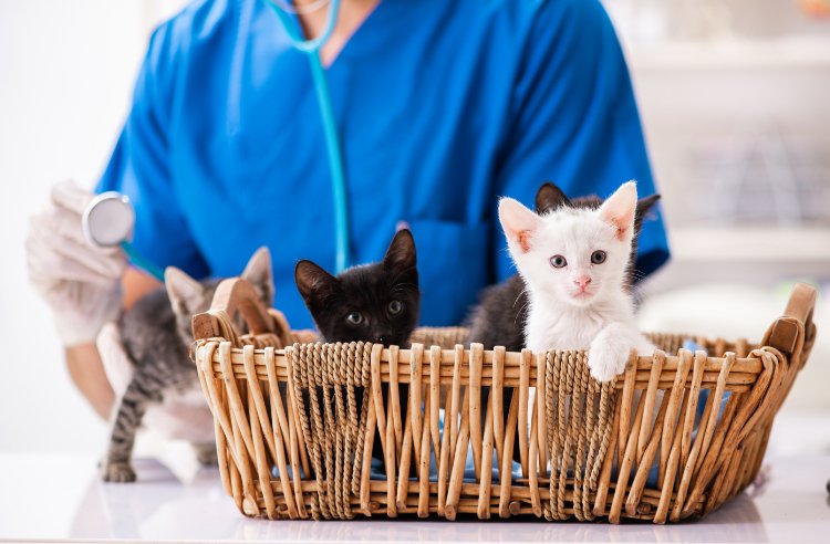 Atlantic Veterinary Internal Medicine & Oncology – Hunt Valley