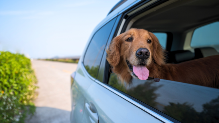 Aumsville Animal Clinic, LLC