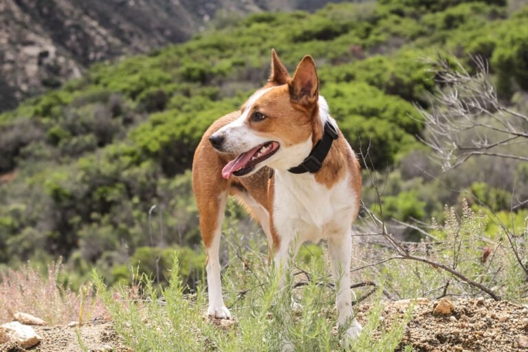 Austin Bluffs Animal Clinic