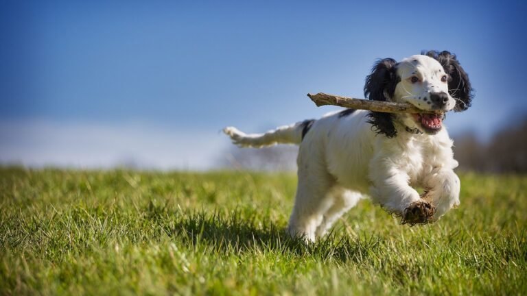 Avenue Animal Wellness + Emergency