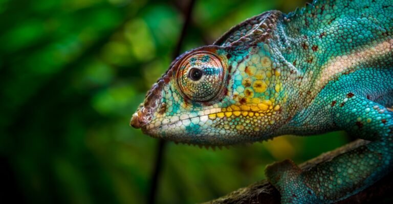 Avian and Exotic Animal Care