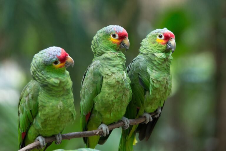 Avian & Exotic Animal Clinic