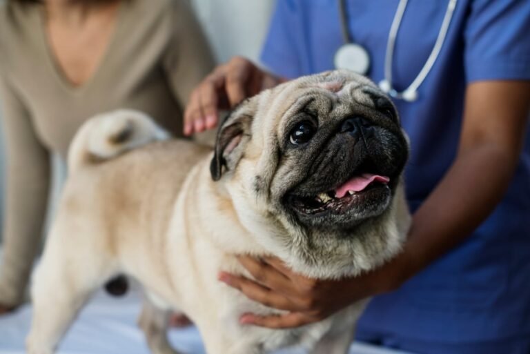 Ballantyne Veterinary Clinic