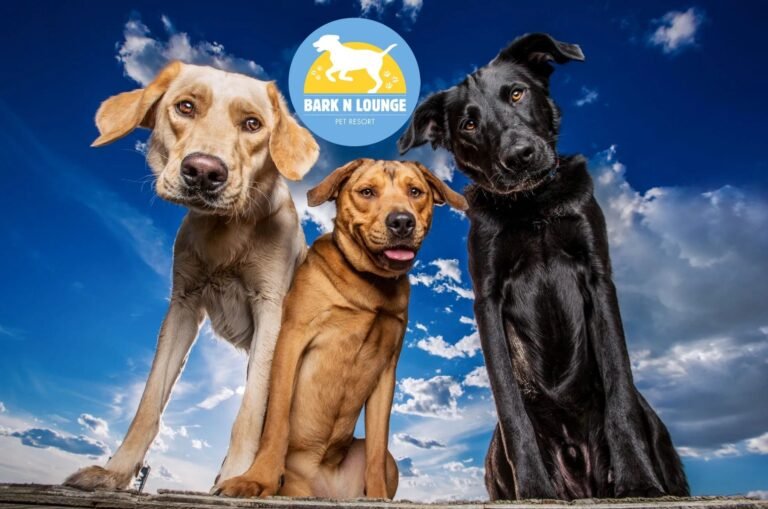 Bark N Lounge Pet Resort