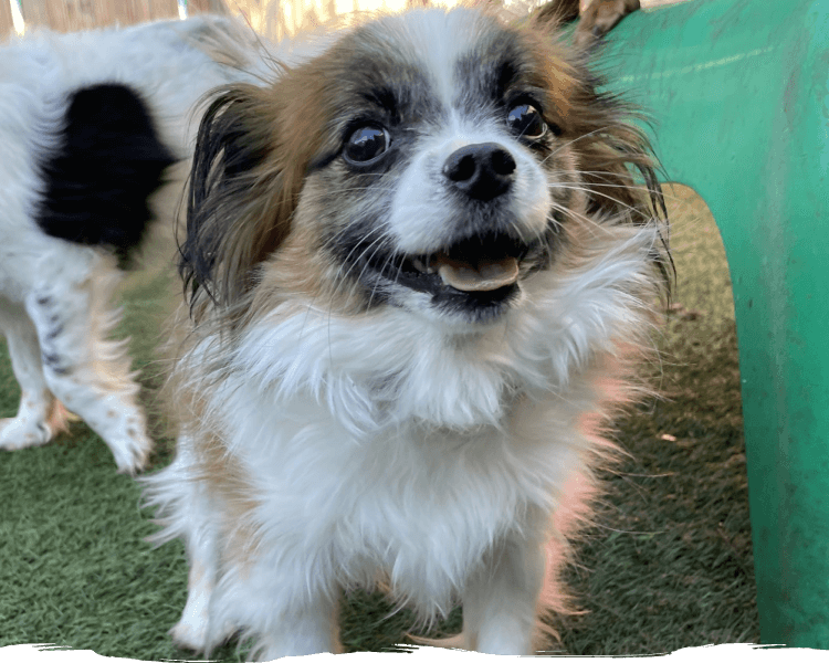 Barking Hound Village Buckhead