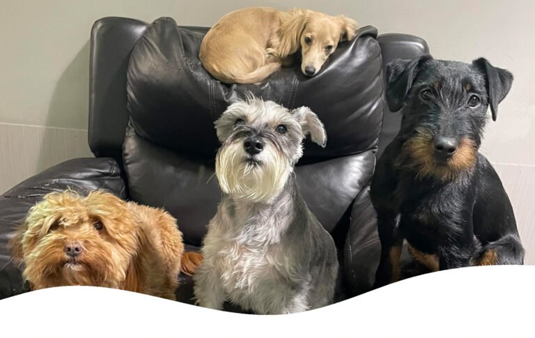 Barking Lot Doggie Daycare