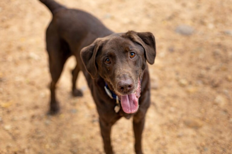 Barking Springs Dog Ranch