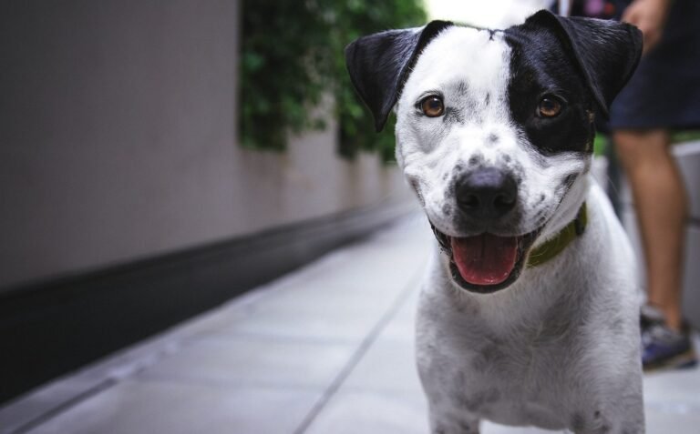 Baxter and Cleo Veterinary Clinic