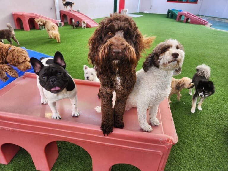 Bayside Pet Resort