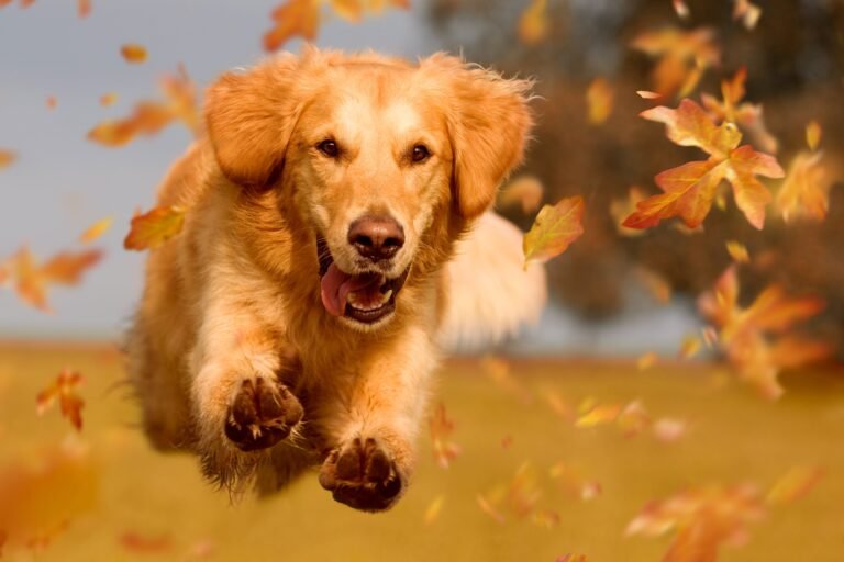 Beechcrest Animal Clinic