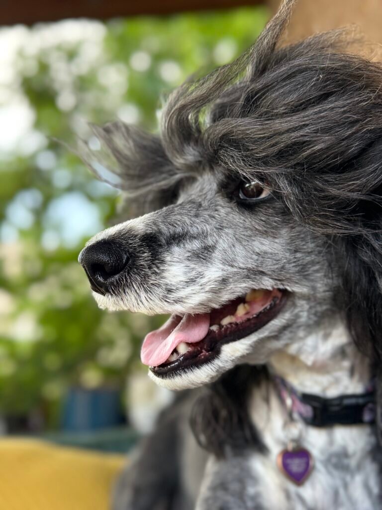 Beehive Dogs Grooming
