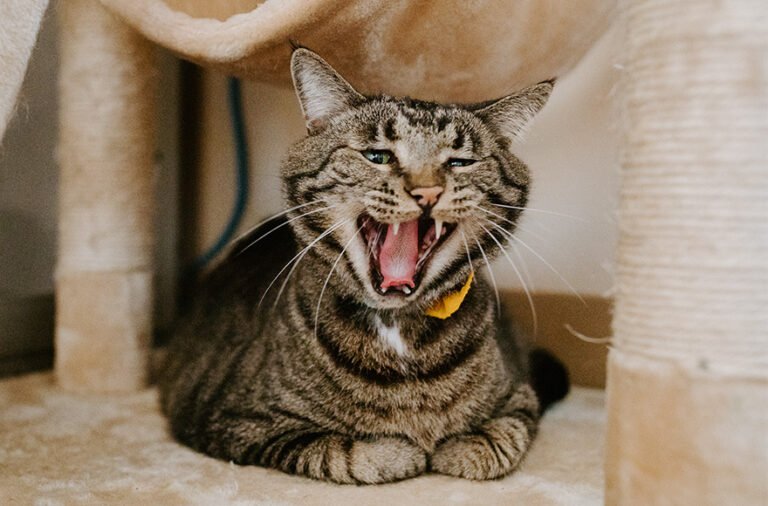 Belle Haven Animal Medical Centre