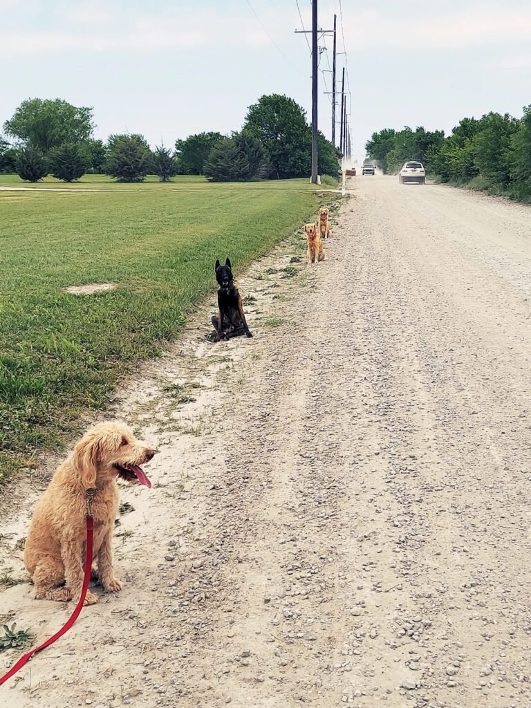 Best Canine Training LLC