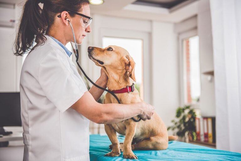 Best Friends Veterinary Care