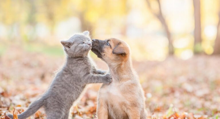 Bethel Park Animal Clinic
