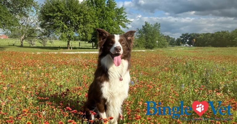 Bingle Veterinary Clinic
