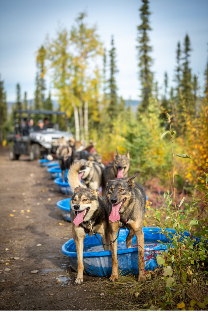 Black Spruce Dog Sledding