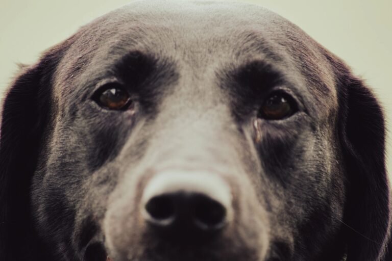 Black Warrior Gun Dogs