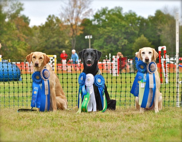 BlackFoot K9 Dog Training