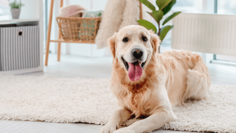 Blount Veterinary Clinic