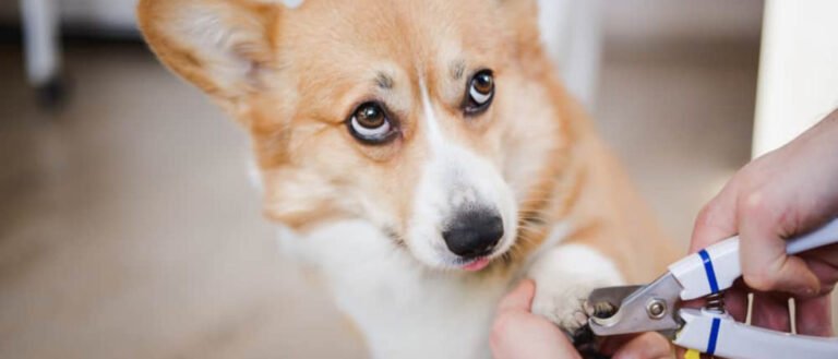 Blue Paw Pet Spa