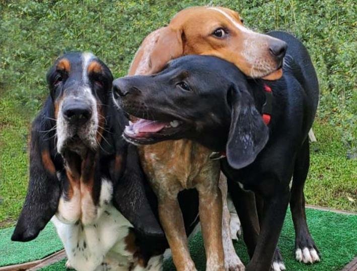 Bolton Kennels