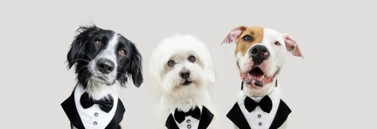 Bow-Wow Barber