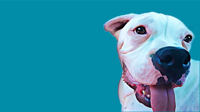 Bow Wow Pet Resort LLC