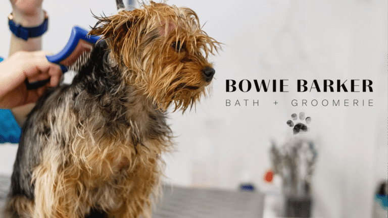 Bowie Barker North Scottsdale