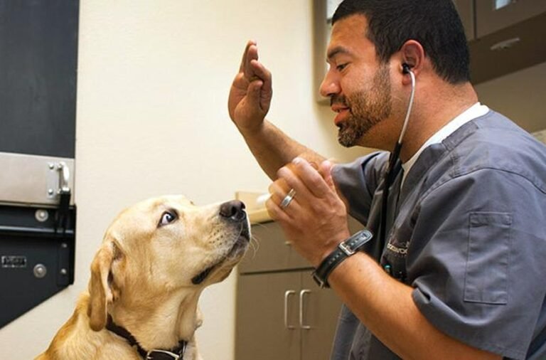 Brookswood Animal Clinic