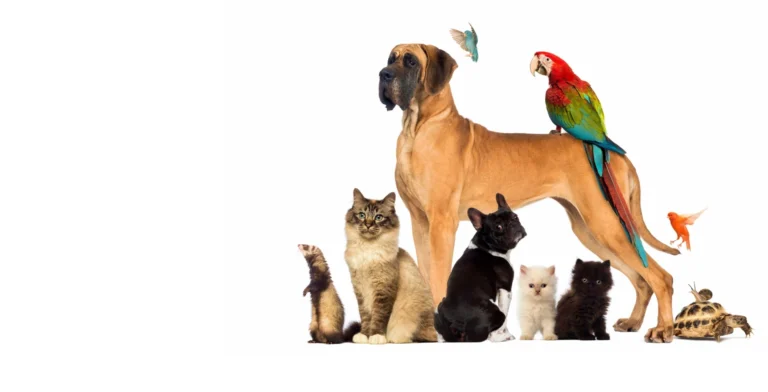 Bushwick Veterinary Center