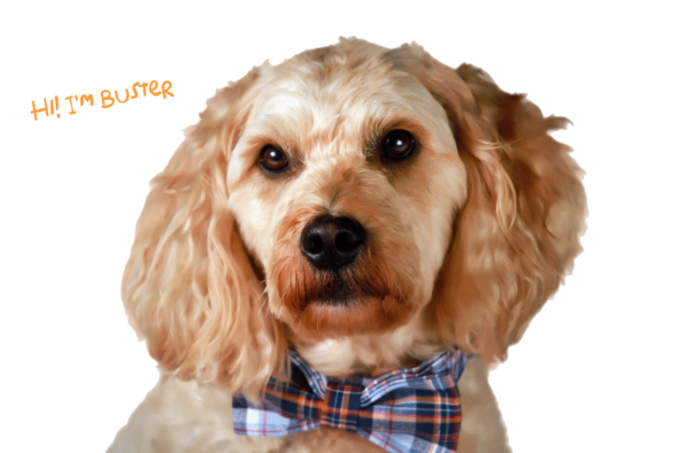 Buster’s Buddies Dog Daycare, Grooming and Boarding