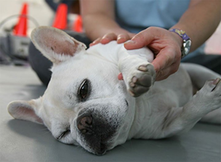 California Animal Rehabilitation