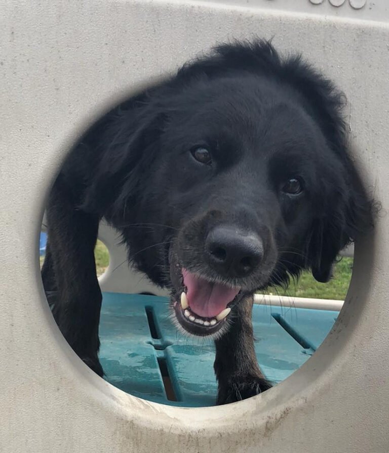 Camp K9