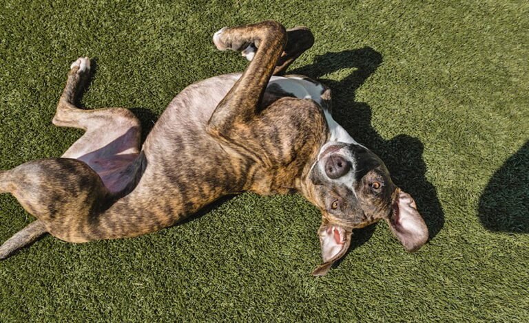 Canine To Five