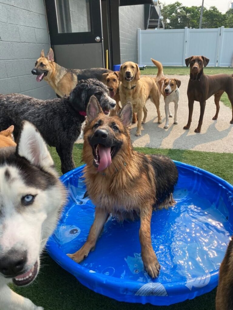 Canine To Five