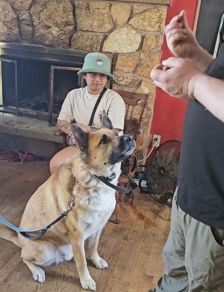 Canine Training Services