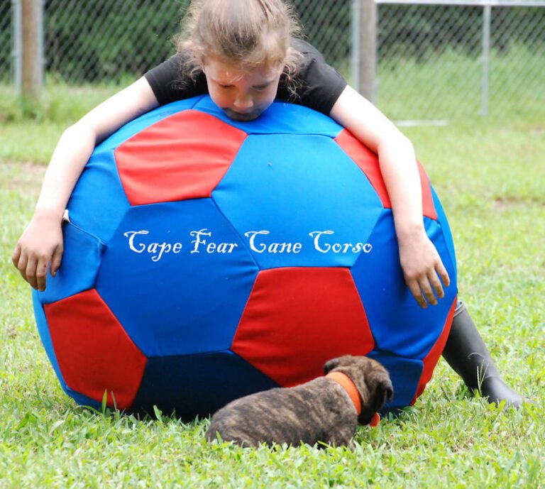 Cape Fear Cane Corso