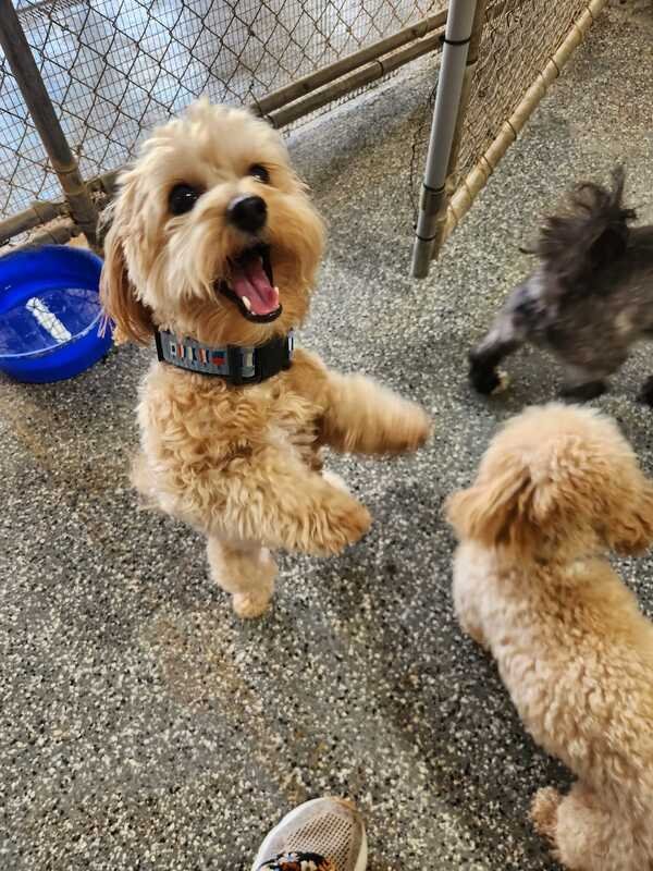 Caroline’s Pampered Pet Motel