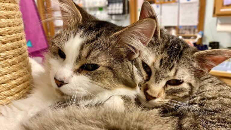 Cat Clinic At Canyon Park