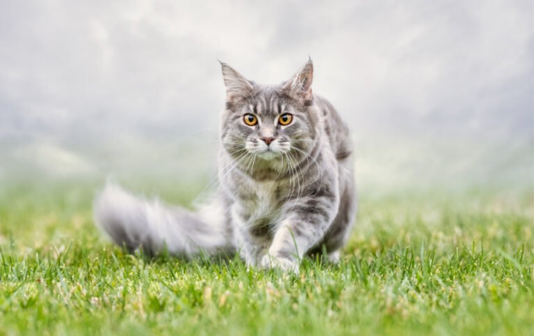 Cat Clinic of Greensboro