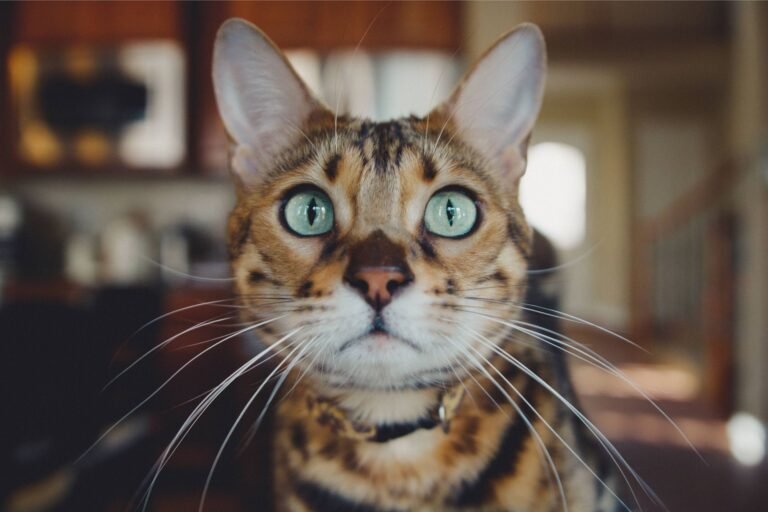 Cat Clinic of Lafayette