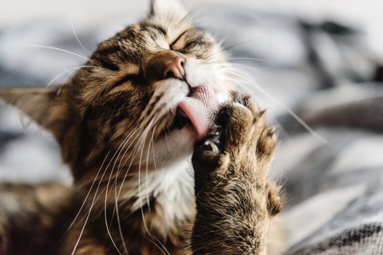 Catisfaction Cat Clinic