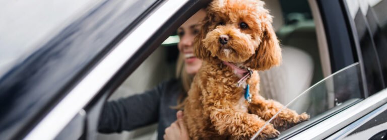 Cedarwood Veterinary Clinic