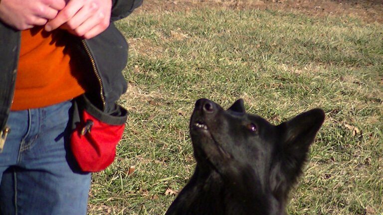 Central Missouri Canine Solutions