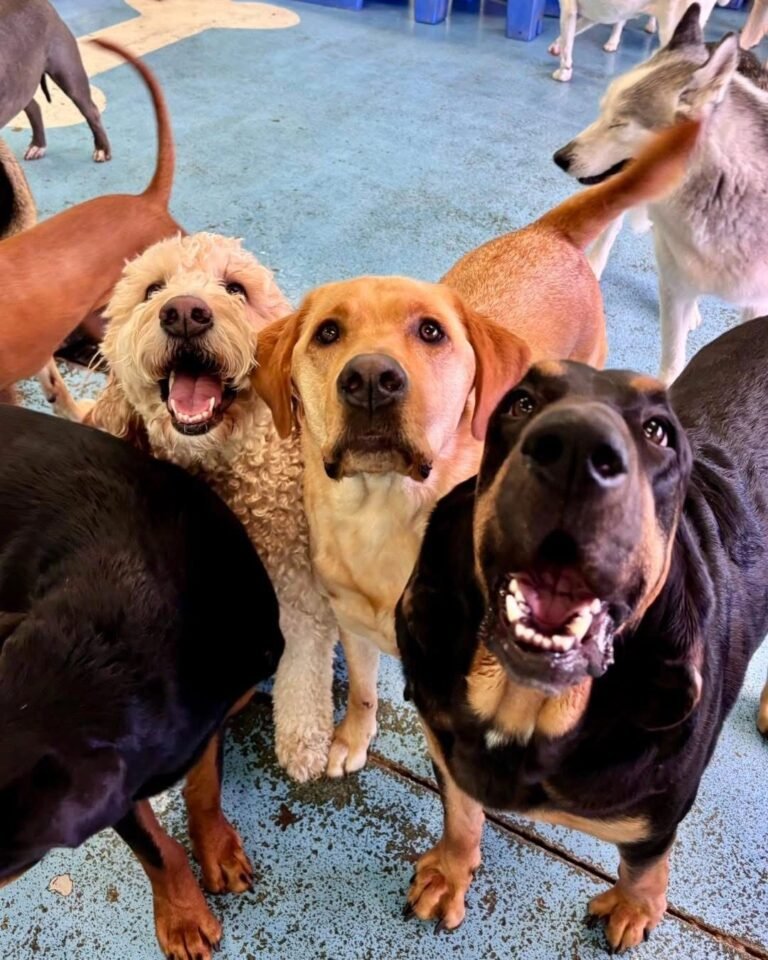 Chandler Dogs 24/7