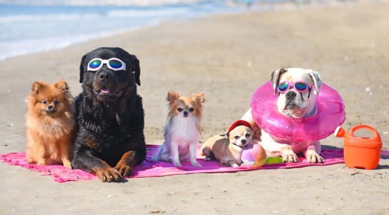 Chesapeake Pet Resort and Day Spa