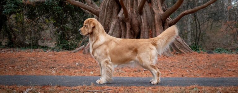 Chesterfield Kennels Dog Boarding