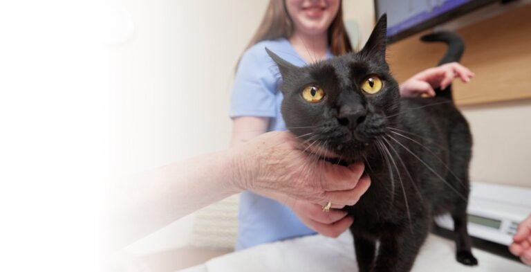 Chewy Vet Care Alliance